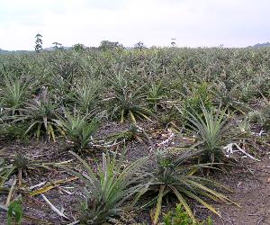 Pineapple Plantation