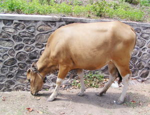 Cow(?)