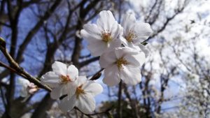 鮮やかに咲いた桜