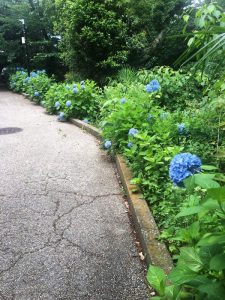 小路の紫陽花