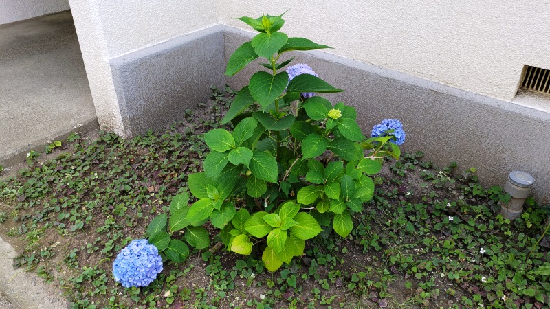 紫陽花